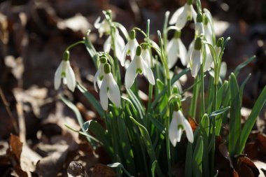 Baharın başında Galanthus Nivalis 'in beyaz çiçekleri. Galanthus nivalis, Galanthus cinsi içinde en çok bilinen ve yaygın olarak görülen kartopu türüdür. Berlin, Almanya 