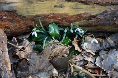 Baharın başında Galanthus Nivalis 'in beyaz çiçekleri. Galanthus nivalis, Galanthus cinsi içinde en çok bilinen ve yaygın olarak görülen kartopu türüdür. Berlin, Almanya 