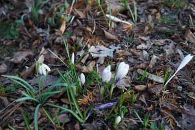 Baharın başlarında Galanthus Nivalis ve Crocus 'un beyaz çiçekleri. Galanthus nivalis, Galanthus cinsi içinde en çok bilinen ve yaygın olarak görülen kartopu türüdür. Berlin, Almanya
