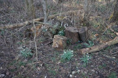 Baharın başında Galanthus Nivalis 'in beyaz çiçekleri. Galanthus nivalis, Galanthus cinsi içinde en çok bilinen ve yaygın olarak görülen kartopu türüdür. Berlin, Almanya 