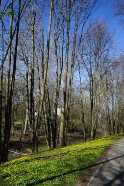 Ficaria verna 'nın sarı çiçekleri Nisan' da vahşi doğada çiçek açar. Ficaria verna, Ranunculus ficaria veya pilewort, Ranunculaceae familyasından bir çiçek bitkisidir. Berlin, Almanya 