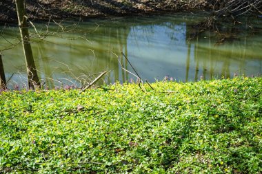 Ficaria verna 'nın sarı çiçekleri ve Corydalis Soda' nın mor çiçekleri Nisan ayında nehir kıyısında açarlar. Berlin, Almanya 