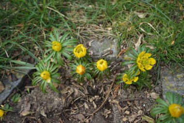 Eranthis cilicica bahçede. Eranthis, Ranunculaceae familyasından sekiz çiçekli bir bitki cinsidir. Berlin, Almanya  