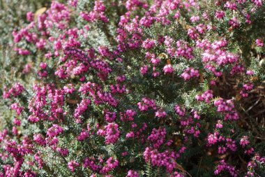 Erica x Darleyensis 'Kramers Rote' Nisan 'da çiçek açtı. Erica x Darleyensis, fundalık E. carnea ve E. erigena arasında bulunan bir bitki karışımıdır. Berlin, Almanya