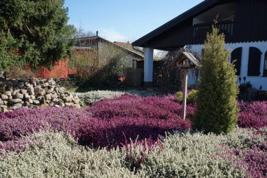 Nisan 'da bahçede çiçek açan Calluna vulgaris. Calluna vulgaris, çalıgiller (Ericaceae) familyasından çiçekli bir bitki türü olan Calluna vulgaris familyasından bir kuş türü. Berlin, Almanya