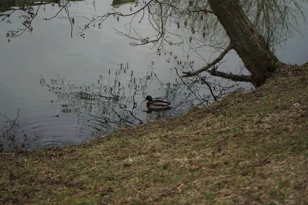 A male mallard duck swims down the Wuhle River in February. The mallard or wild duck, Anas platyrhynchos, is a dabbling duck. Berlin, Germany
