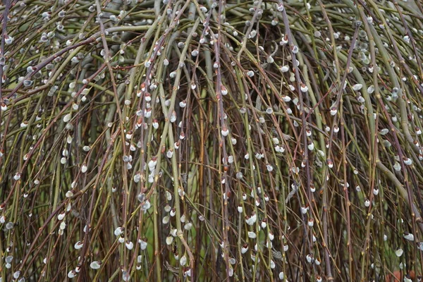 Salix caprea 