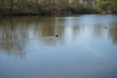 Çiftleşme sezonunda bir çift Podiceps kristal kuşu. Büyük ibikli yunus balığı, Podiceps kristali, özenle hazırlanmış çiftleşme görüntüsüyle tanınan yağlı su kuşları ailesinin bir üyesidir. Wuhlesee, Berlin, Almanya 