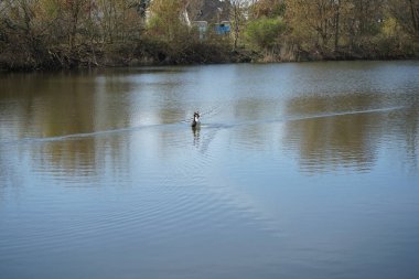 Çiftleşme sezonunda bir çift Podiceps kristal kuşu. Dikey olarak suda duruyorlar, penguen pozu veriyorlar, gagalarında yosun demetleri tutuyorlar ve birbirlerine hediye olarak sunuyorlar. Wuhlesee, Berlin, Almanya
