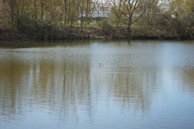 Nisan ayında Wuhlesee 'de su kuşu Podiceps kriterleri. Büyük ibikli yunus balığı, Podiceps kristali, özenle hazırlanmış çiftleşme görüntüsüyle tanınan yağlı su kuşları ailesinin bir üyesidir. Berlin, Almanya