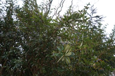 Şubat ayında böğürtlenli Berberis julianae. Berberis julianae (keklik üzümü veya Çin böğürtleni), her zaman yeşeren yeşil bir çalıdır. Berlin, Almanya