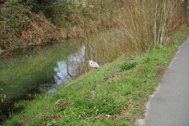 Nisan ayında Wuhle Nehri kıyısında Ardea Cinerea. Ardea cinerea balıkçılgiller (Ardeidae) familyasından yırtıcı bir kuş türü. Berlin, Almanya