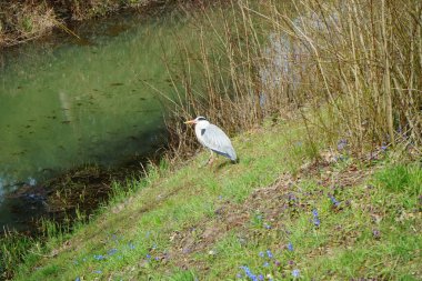 Nisan ayında Wuhle Nehri kıyısında Ardea Cinerea. Ardea cinerea balıkçılgiller (Ardeidae) familyasından yırtıcı bir kuş türü. Berlin, Almanya