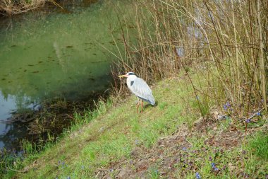 Nisan ayında Wuhle Nehri kıyısında Ardea Cinerea. Ardea cinerea balıkçılgiller (Ardeidae) familyasından yırtıcı bir kuş türü. Berlin, Almanya