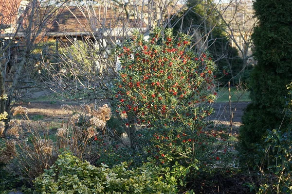 Ilex Acquifolium Czerwonymi Jagodami Marcu Ilex Aquifolium Święty Pospolity Angielski — Zdjęcie stockowe