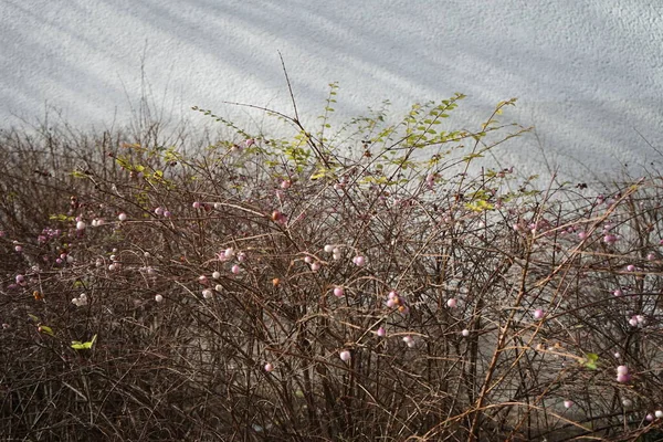 Symphoricarpos Albusは 一般的な名前のスノーベリーで知られているスイカズラ科の開花植物の種です ドイツ ベルリン — ストック写真
