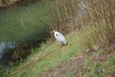 Nisan ayında Wuhle Nehri kıyısında Ardea Cinerea. Ardea cinerea balıkçılgiller (Ardeidae) familyasından yırtıcı bir kuş türü. Berlin, Almanya