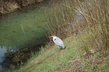 Nisan ayında Wuhle Nehri kıyısında Ardea Cinerea. Ardea cinerea balıkçılgiller (Ardeidae) familyasından yırtıcı bir kuş türü. Berlin, Almanya