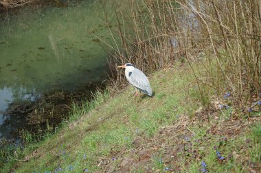 Nisan ayında Wuhle Nehri kıyısında Ardea Cinerea. Ardea cinerea balıkçılgiller (Ardeidae) familyasından yırtıcı bir kuş türü. Berlin, Almanya