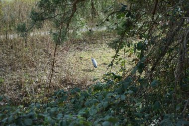 Nisan ayında Wuhle Nehri kıyısında Ardea Cinerea. Ardea cinerea balıkçılgiller (Ardeidae) familyasından yırtıcı bir kuş türü. Berlin, Almanya