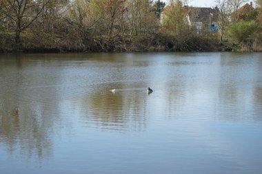Çiftleşme sezonunda bir çift Podiceps kristal kuşu. Büyük ibikli yunus balığı, Podiceps kristali, özenle hazırlanmış çiftleşme görüntüsüyle tanınan yağlı su kuşları ailesinin bir üyesidir. Wuhlesee, Berlin, Almanya 