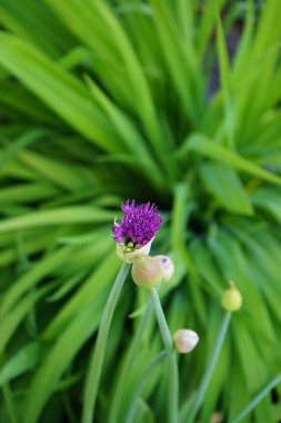 Baharda bahçede Allium aflatunense 