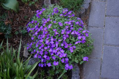 Nisan ayında bahçedeki Aubrieta x cultorum 