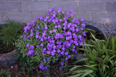 Nisan ayında bahçedeki Aubrieta x cultorum 