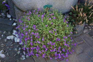 Aubrieta deltoidea 'Violet' in mor çiçekleri Nisan ayında bahçede bir yağmur suyu toplayıcısının yanında. Aubrieta, lahanagiller (Brassicaceae) familyasından bir bitki cinsidir. Berlin, Almanya 