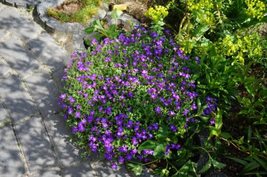 Nisan 'da bahçede Euphorbia Mürsinitis' in sarı çiçekleri ve mor çiçekler Aubrieta x cultorum 