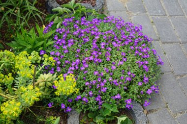 Nisan 'da bahçede Euphorbia Mürsinitis' in sarı çiçekleri ve mor çiçekler Aubrieta x cultorum 