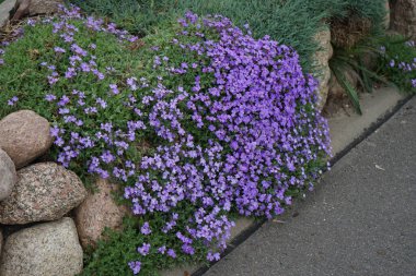 Aubrieta spp 'nin mor çiçekleri. Nisan 'da bahçedeki bir tepede. Aubrieta, lahanagiller (Brassicaceae) familyasından bir bitki cinsidir. Berlin, Almanya
