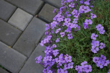 Aubrieta deltoidea 