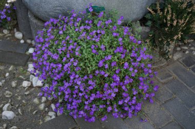Aubrieta deltoidea 'Violet' in mor çiçekleri Nisan ayında bahçede bir yağmur suyu toplayıcısının yanında. Aubrieta, lahanagiller (Brassicaceae) familyasından bir bitki cinsidir. Berlin, Almanya 