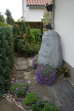 Aubrieta deltoidea 'Violet' in mor çiçekleri Nisan ayında bahçede bir yağmur suyu toplayıcısının yanında. Aubrieta, lahanagiller (Brassicaceae) familyasından bir bitki cinsidir. Berlin, Almanya 