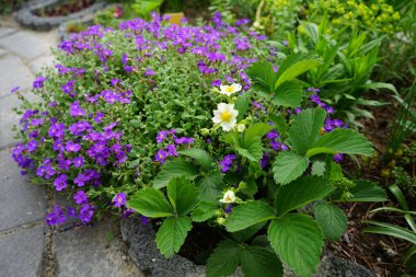 Çilekli Fragaria Ananassa 'nın beyaz çiçekleri ve Aubrieta cultorum 
