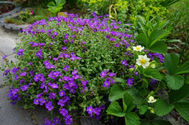 Çilekli Fragaria Ananassa 'nın beyaz çiçekleri ve Aubrieta cultorum 