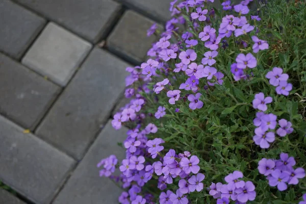 Violet flowers of Aubrieta deltoidea \