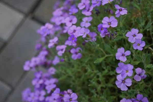 Violet flowers of Aubrieta deltoidea \