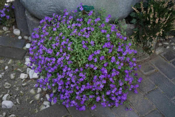 Aubrieta deltoidea 'Violet' in mor çiçekleri Nisan ayında bahçede bir yağmur suyu toplayıcısının yanında. Aubrieta, lahanagiller (Brassicaceae) familyasından bir bitki cinsidir. Berlin, Almanya 