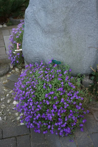 Violet flowers of Aubrieta deltoidea 'Violet' near a rainwater collector in the form of a stone in the garden in April. Aubrieta is a genus of flowering plants in the cabbage family Brassicaceae. Berlin, Germany