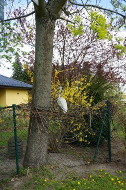 Dekoratif büyük kuş Ardea alba çiti süslüyor. Büyük balıkçıl, Ardea alba, büyük balıkçıl, büyük beyaz balıkçıl ya da büyük balıkçıl, geniş ve yaygın olarak dağılmış bir balıkçıl türüdür. Berlin, Almanya