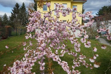 Prunus serrulata 'Kiku-shidare-Zakura' Nisan ayında bahçede çiçek açar. Prunus serrulata ya da Japon kirazı, kiraz ağacının bir türüdür. Berlin, Almanya