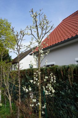 Nisan ayında bahçede çiçek açan erik eriği Prunus domestica 