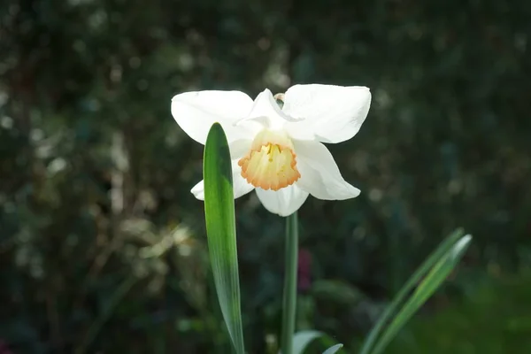 Large-crowned daffodil \'Salome\' blooms in the garden in April. Narcissus, daffodil and jonquil, is a genus of predominantly spring flowering perennial plants of the amaryllis family, Amaryllidaceae. Berlin, Germany