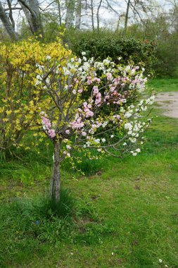 Nisan 'da yaban beyaz ve süslü çift pembe çiçekli erik çiçekleri ve sarı çiçekli Forsythia çalısı. Badem, Prunus amygdalus, syn. Prunus dulcis, bir ağaç türüdür. Forsythia, çiçekli bir bitki cinsidir. Berlin, Almanya