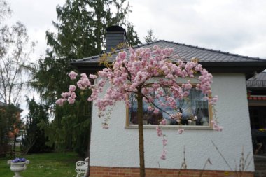 Prunus serrulata 'Kiku-shidare-Zakura' Nisan ayında bahçede çiçek açar. Prunus serrulata ya da Japon kirazı, kiraz ağacının bir türüdür. Berlin, Almanya 