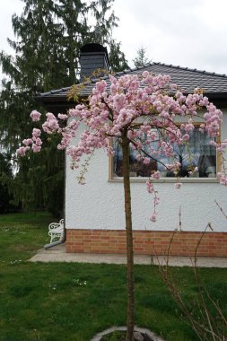 Prunus serrulata 'Kiku-shidare-Zakura' Nisan ayında bahçede çiçek açar. Prunus serrulata ya da Japon kirazı, kiraz ağacının bir türüdür. Berlin, Almanya 