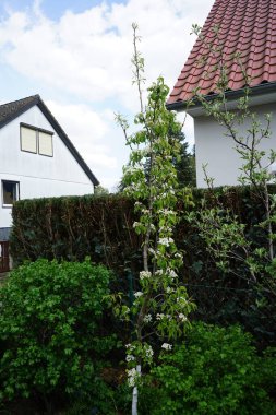 Nisanda çiçek açan sütun armut ağacı, Pyrus komünisi 'Doyenne de Comice'. Pyrus komünü, Rosaceae familyasından bir armut türüdür. Berlin, Almanya  