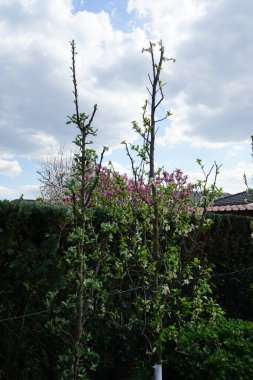 Nisan ayında bahçede, sütun elma ağacı Malus Ballerina 